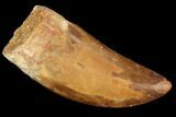 Serrated, Carcharodontosaurus Tooth - Robust Tooth #99807-1